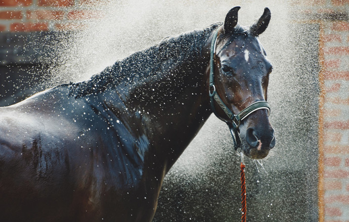 La déshydratation chez le cheval