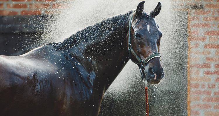 La déshydratation chez le cheval