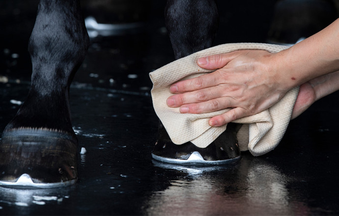 Comment soigner la gale de boue chez le cheval ?
