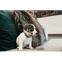 Hondenhalsband Velvet Kentucky Oudroze