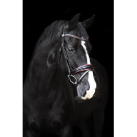 Bridon Impérial Riding Fria Bourgondië Bordeaux Bridon Impérial Riding Fria Bourgondië Bordeaux