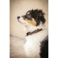 Halsband voor hond Pénélope Point Sellier Oud model Havana Bruin