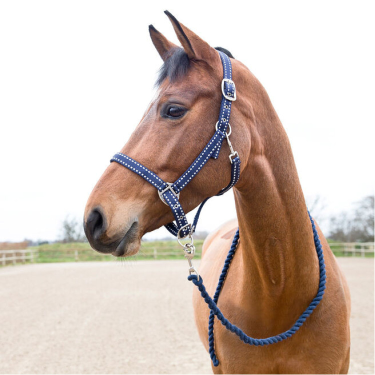 Halster en longe Cooper Horze Supreme
