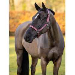 Halster in neopreen LeMieux Yard Halster in neopreen LeMieux Yard