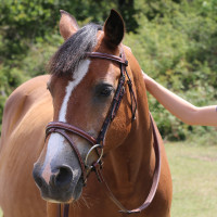 Bridon Kessel T van T kopstuk drievoudig gecombineerde neusriem Donker Havana Bruin