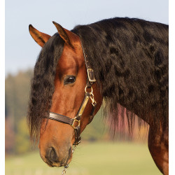 Leren halster met voering Horseware Amigo Leren halster met voering Horseware Amigo