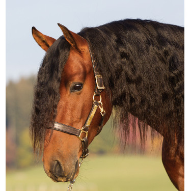Leren halster met voering Horseware Amigo Leren halster met voering Horseware Amigo