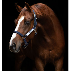 Veiligheidshalster Horseware Field Safe