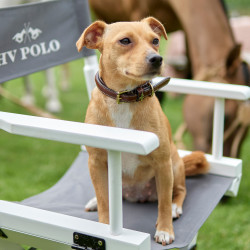 Halsband van de hond HV Polo Legacy Bruin