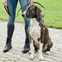 Halsband van de hond HV Polo Legacy Bruin
