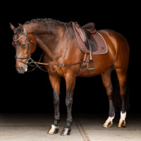 Elastische bijzet Imperial Riding Bruin