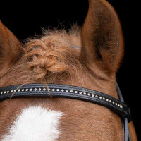 Bridon shetland Imperial Riding Stormy Zwart / kristal Bridon shetland Imperial Riding Stormy Zwart / kristal