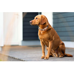 Hondenhalsband Anam Cara bedrukt HKM Taupe / goudgeel Grijs