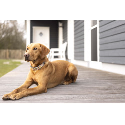 Hondenhalsband Anam Cara bedrukt HKM Taupe / goudgeel Grijs