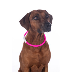 LED-lichtgevende halsband voor honden HKM