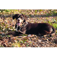 Dressuurlijn voor honden Anam Cara touw HKM Brandy Bruin Dressuurlijn voor honden Anam Cara touw HKM Brandy Bruin