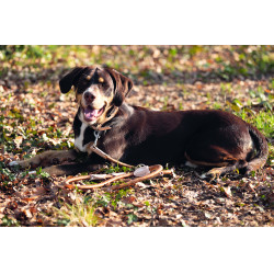 Dressuurlijn voor honden Anam Cara touw HKM Brandy Bruin