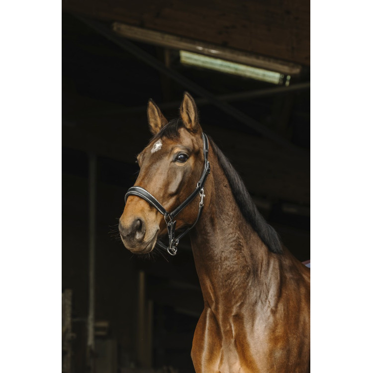 Leren halster Norton Rock Leren halster Norton Rock