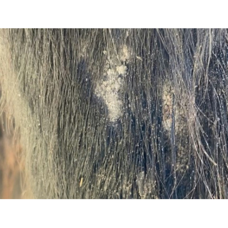 Shampoo Animaderm Tea Tree Shampoo Animaderm Tea Tree
