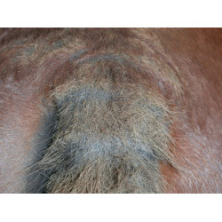 Shampooing Animaderm Tea Tree