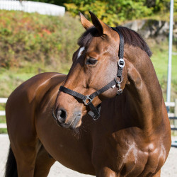 Halster Basic Horze Halster Basic Horze