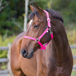 Halster Basic Horze Halster Basic Horze
