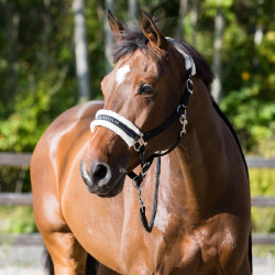 Halster Howard Crescendo Horze Zwart Halster Howard Crescendo Horze Zwart