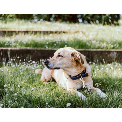 Collier pour chien Plaited Nylon Kentucky Bleu marine