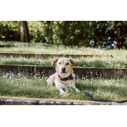 Halsband voor hond Gevlochten Nylon Kentucky Marineblauw Halsband voor hond Gevlochten Nylon Kentucky Marineblauw