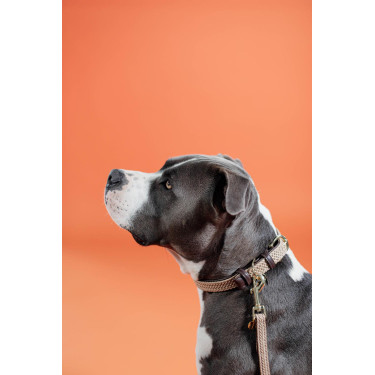 Collier pour chien Plaited Nylon Kentucky Beige Collier pour chien Plaited Nylon Kentucky Beige