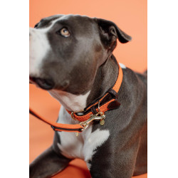 Halsband voor hond Gevlochten Nylon Kentucky