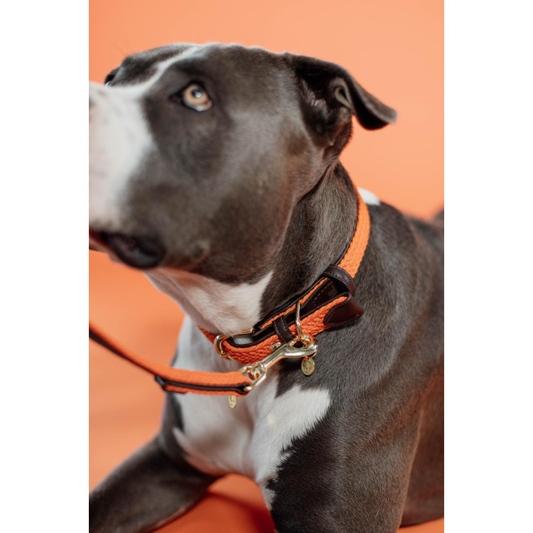 Halsband voor hond Gevlochten Nylon Kentucky