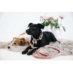 Hondenhalsband Velvet Kentucky Hondenhalsband Velvet Kentucky