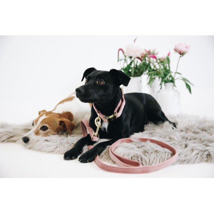 Hondenhalsband Velvet Kentucky Hondenhalsband Velvet Kentucky