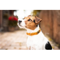 Hondenhalsband Velvet Kentucky Mosterdkleurig