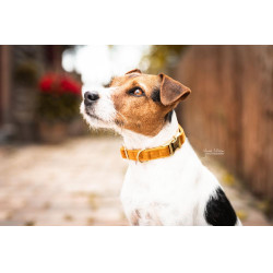 Hondenhalsband Velvet Kentucky Hondenhalsband Velvet Kentucky