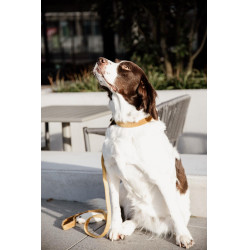 Hondenhalsband Velvet Kentucky Hondenhalsband Velvet Kentucky