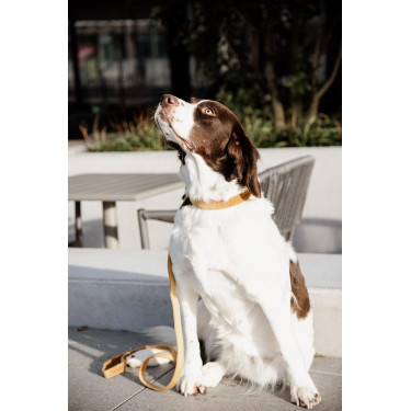 Hondenhalsband Velvet Kentucky Hondenhalsband Velvet Kentucky