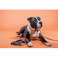 Hondenriem Gevlochten Nylon 120 cm Kentucky Oranje