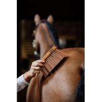 Middelgrote stop medium Kentucky Bruin