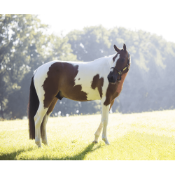 Ontspannend Speelgoed Alvin Kentucky Wit/bruin