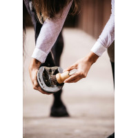 Kleine hoevenkrabber Kentucky Bruin