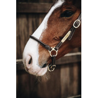 Kentucky lederen halster van Pansage Bruin