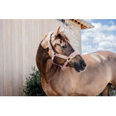 Licol Teddy Fleece Kentucky Vieux rose