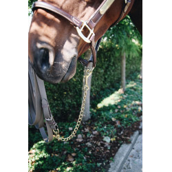 Ketting voor hengst Kentucky