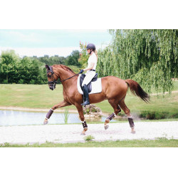 Gesloten voorste leren peesbeschermers Kentucky Bruin