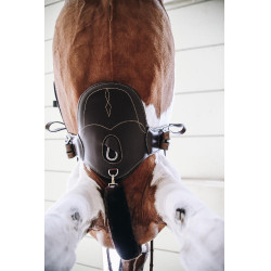 Korte buiksingel Kentucky Bruin Korte buiksingel Kentucky Bruin