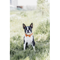 Fluwelen Vlinderdas Kentucky Oranje