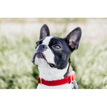 Hondenhalsband Corduroy Kentucky Rood