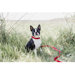 Hondenhalsband Corduroy Kentucky Rood